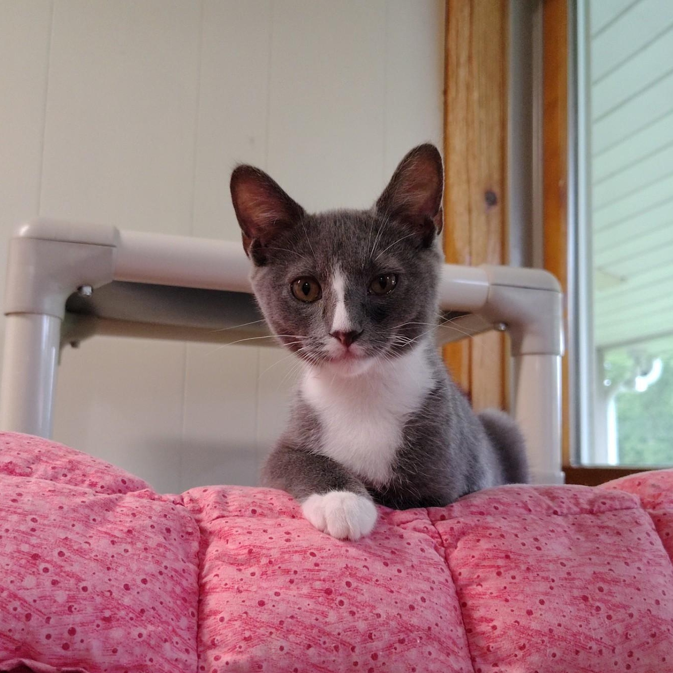 Enlarge Lavender, a Adopted mixed breed in Montour Falls, NY image 4/4