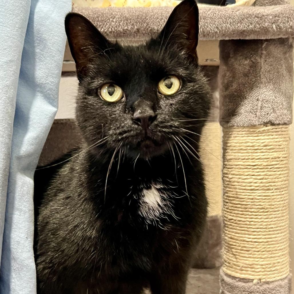 Enlarge Salem, a Adoptable Domestic Short Hair in Manchester, CT image 1/6