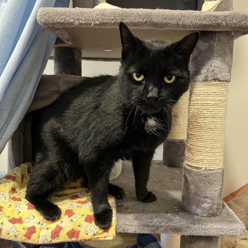 Enlarge Salem, a Adoptable Domestic Short Hair in Manchester, CT image 2/6