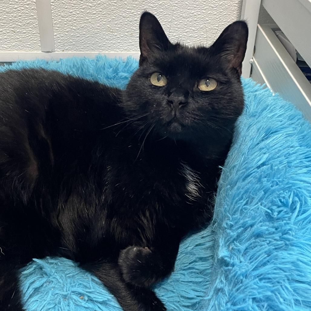 Enlarge Salem, a Adoptable Domestic Short Hair in Manchester, CT image 3/6