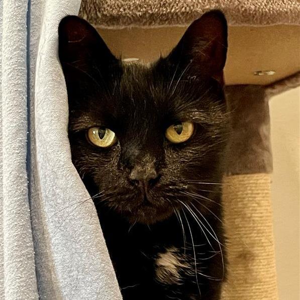 Enlarge Salem, a Adoptable Domestic Short Hair in Manchester, CT image 4/6