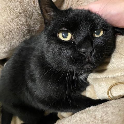 Enlarge Salem, a Adoptable Domestic Short Hair in Manchester, CT image 5/6