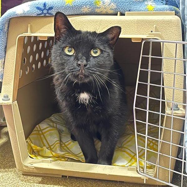 Enlarge Salem, a Adoptable Domestic Short Hair in Manchester, CT image 6/6