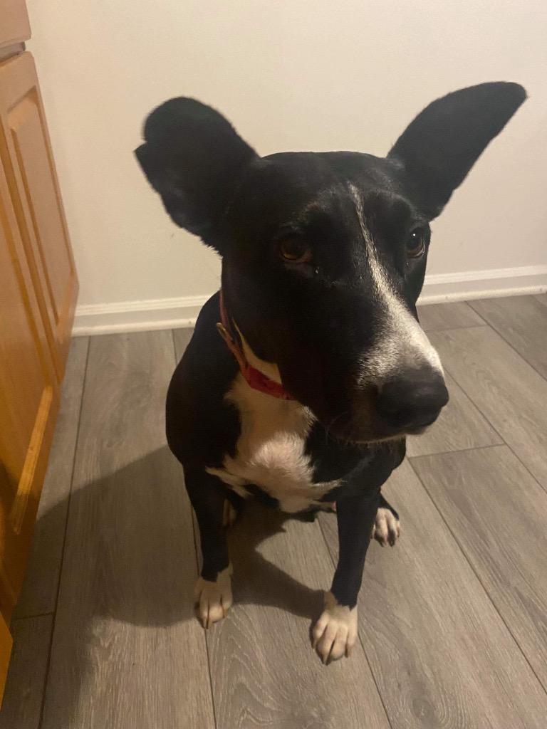 Enlarge Jodie, a Adopted mixed breed in Bristol, WI image 1/6