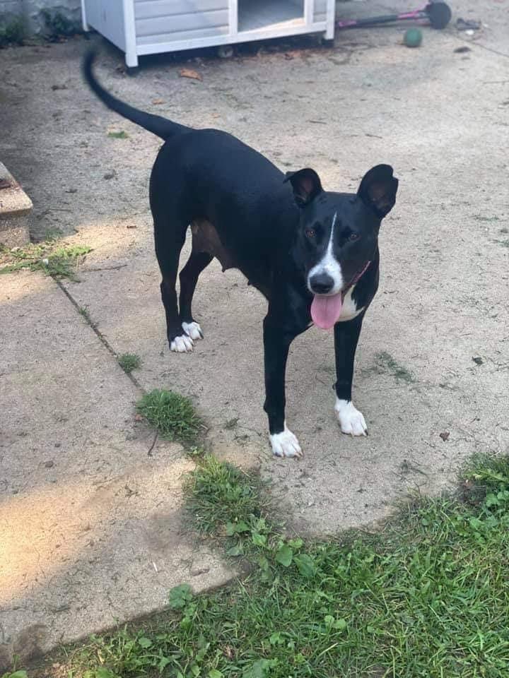 Enlarge Jodie, a Adopted mixed breed in Bristol, WI image 2/6