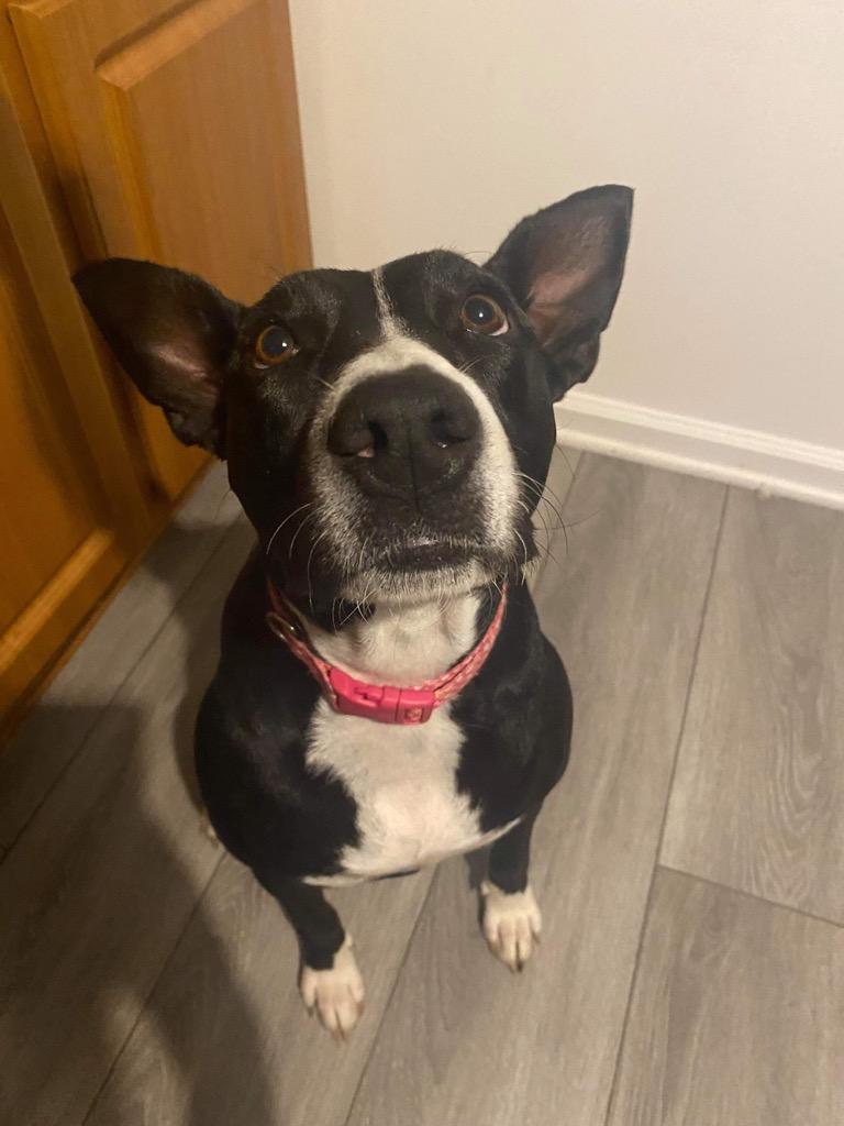 Enlarge Jodie, a Adopted mixed breed in Bristol, WI image 3/6