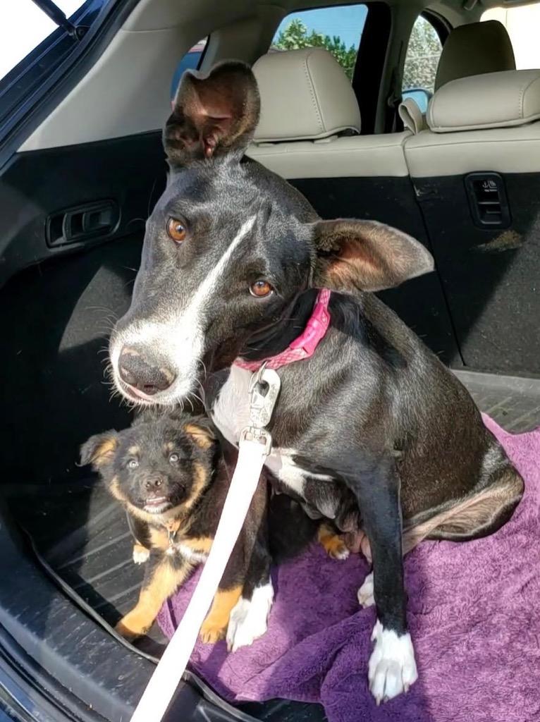Enlarge Jodie, a Adopted mixed breed in Bristol, WI image 4/6