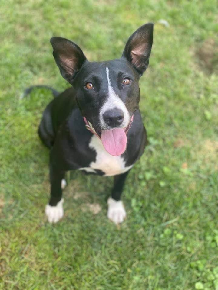 Enlarge Jodie, a Adopted mixed breed in Bristol, WI image 5/6