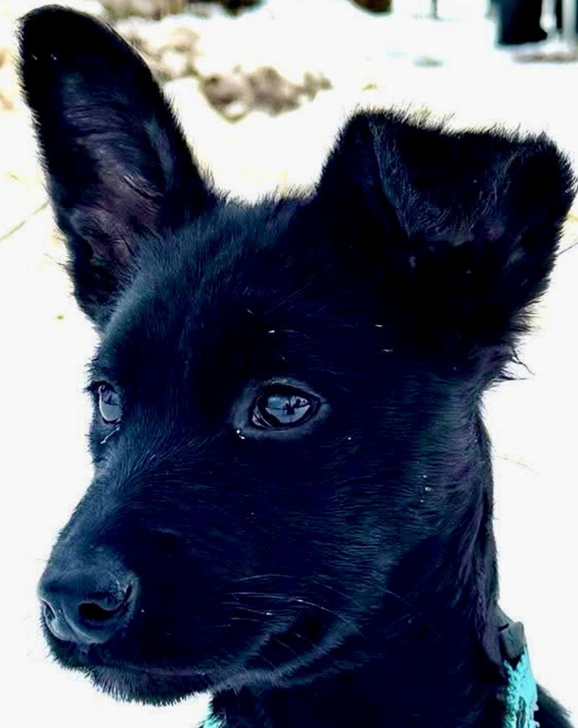 OREO-JOY, Adoptable, Puppy Female Border Collie & Black Labrador Retriever.