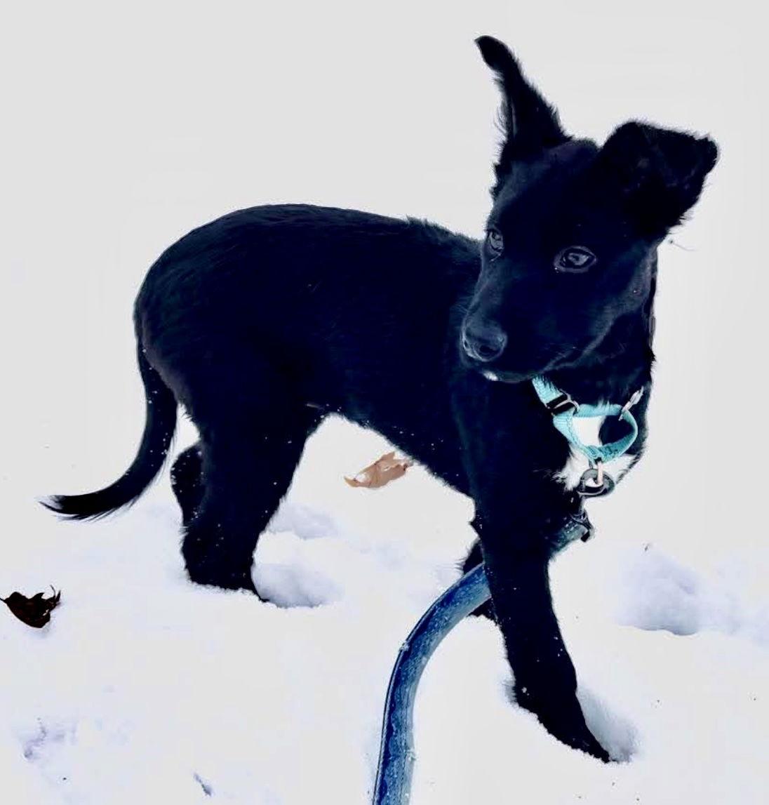 OREO-JOY, a Adoptable mixed breed in Minesing, ON image 2/3