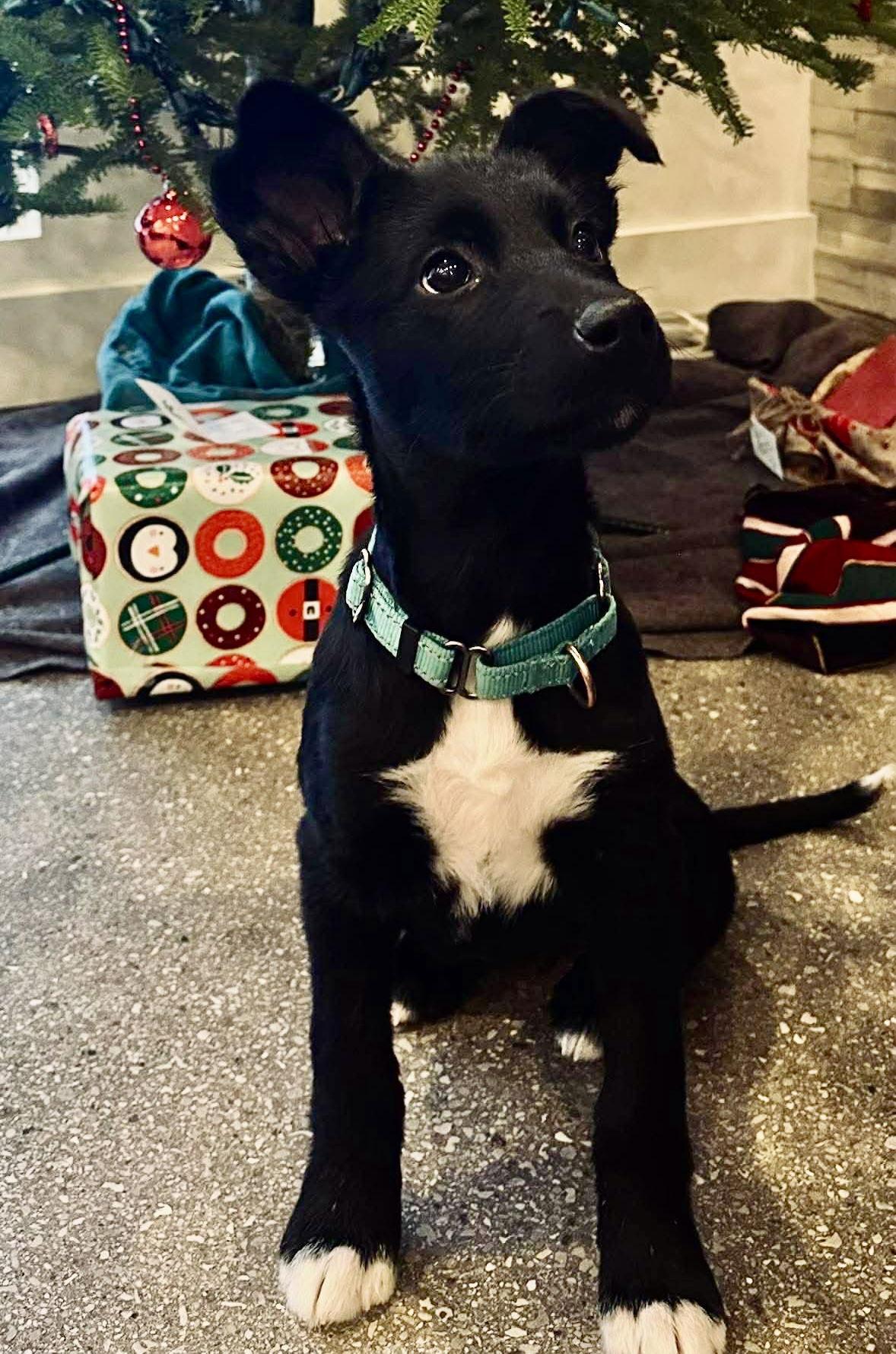 OREO-JOY, a Adoptable mixed breed in Minesing, ON image 3/3