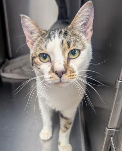 Enlarge Mickey, a Adoptable mixed breed in Beatrice, NE image 1/1