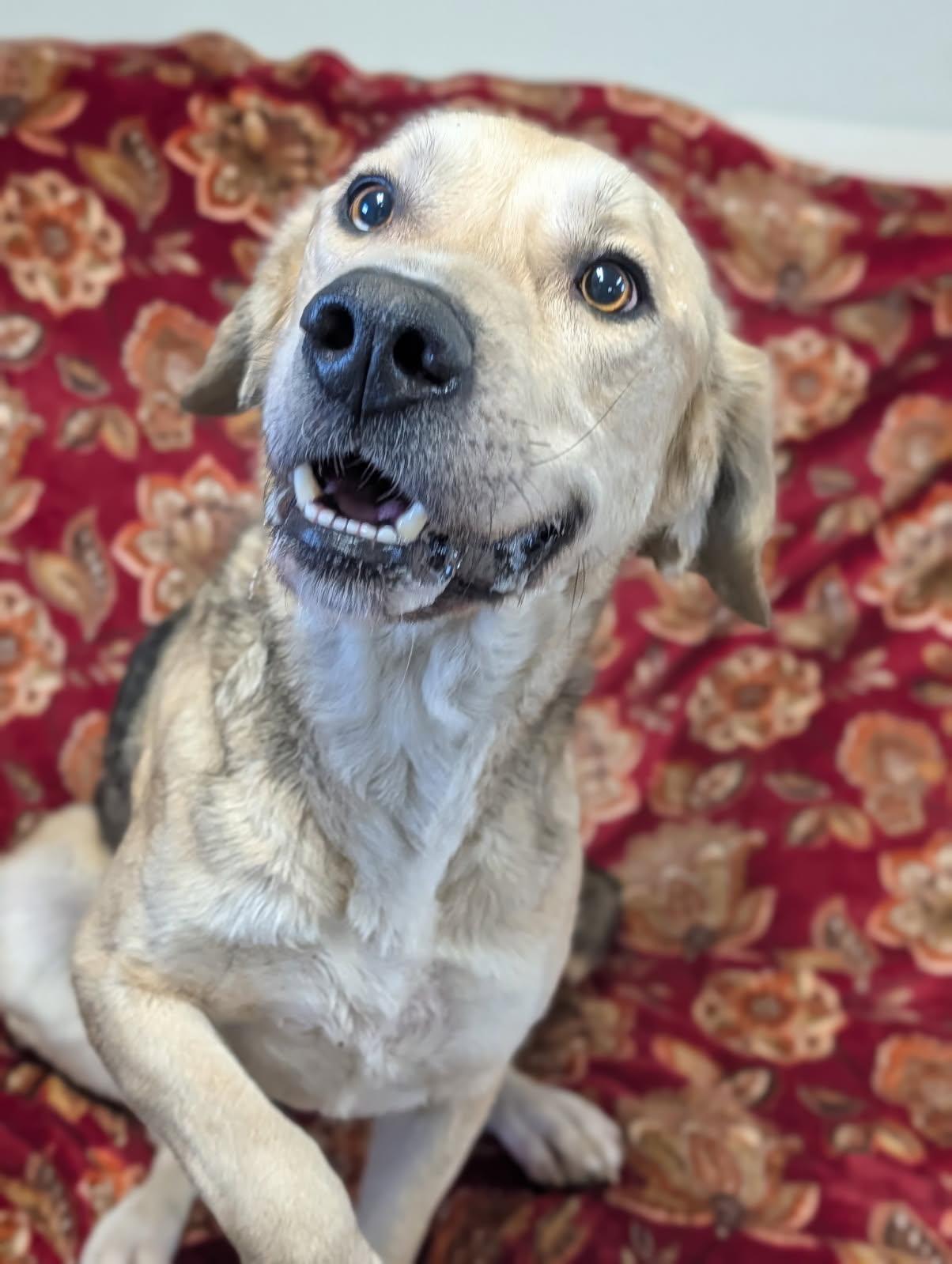 Enlarge Colt, a ADOPTABLE Shepherd in Blytheville, AR image 1/4