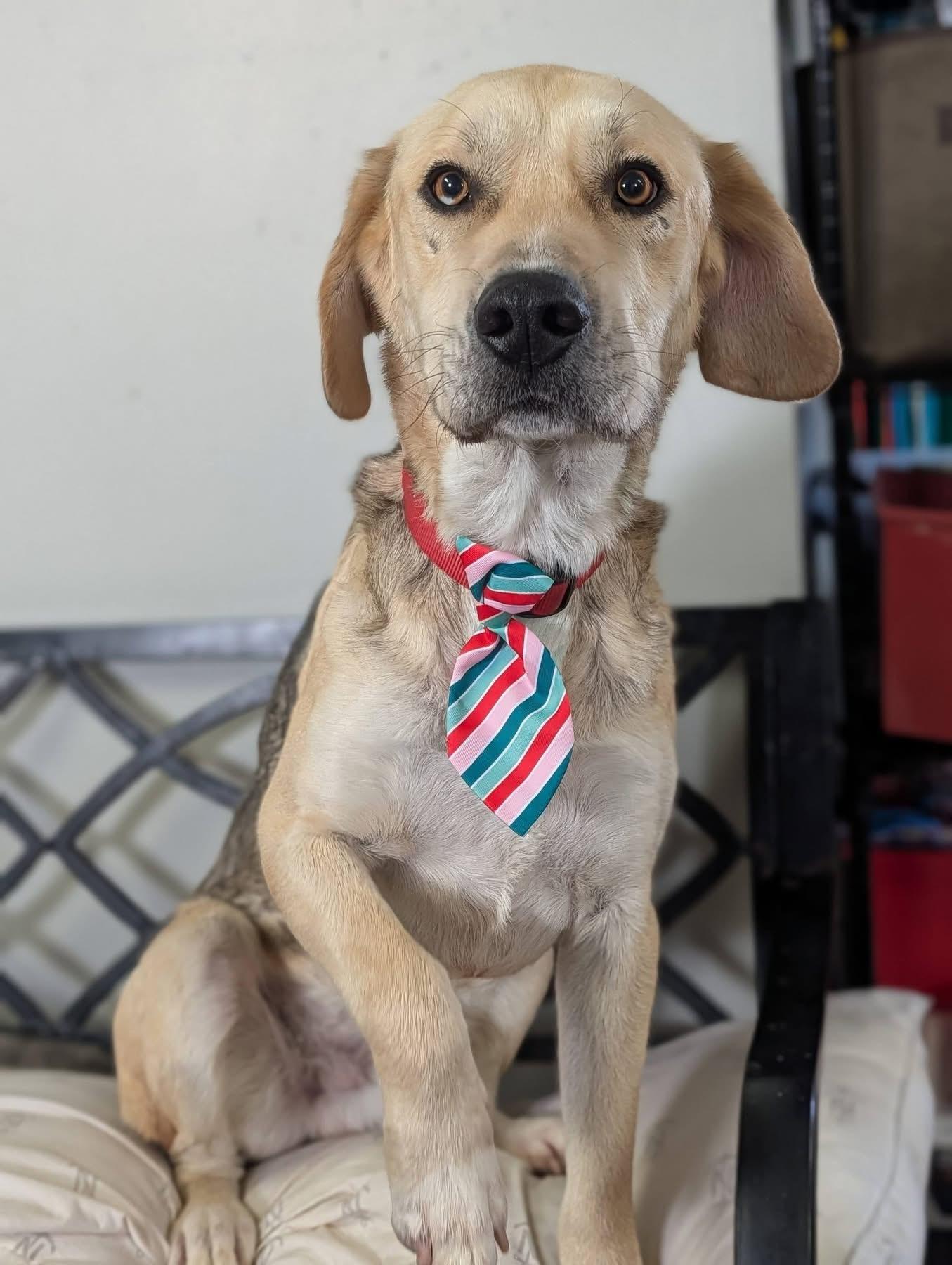 Colt, adopted, Adult Male Labrador Retriever & Shepherd.