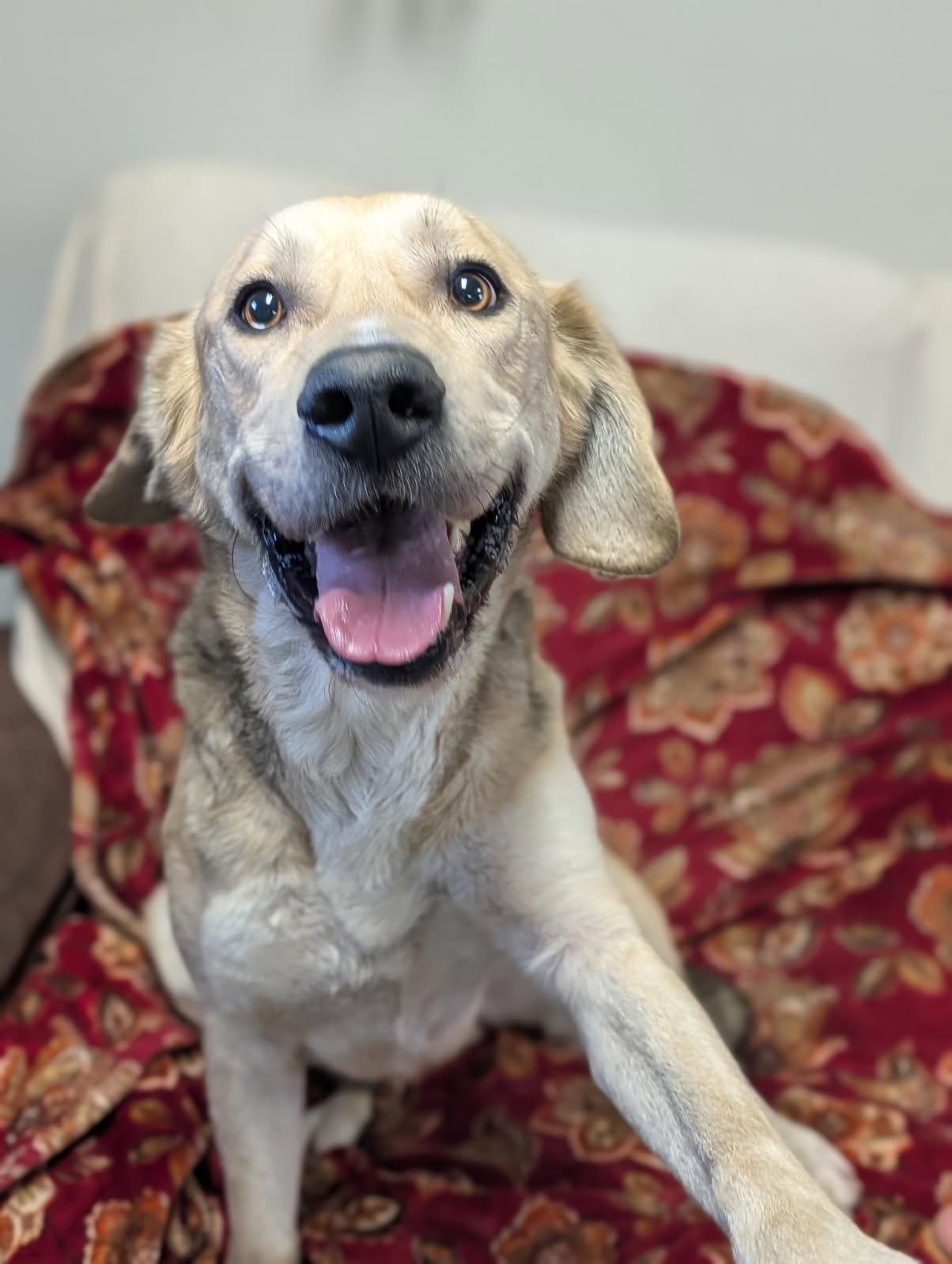 Enlarge Colt, a ADOPTABLE Shepherd in Blytheville, AR image 2/4