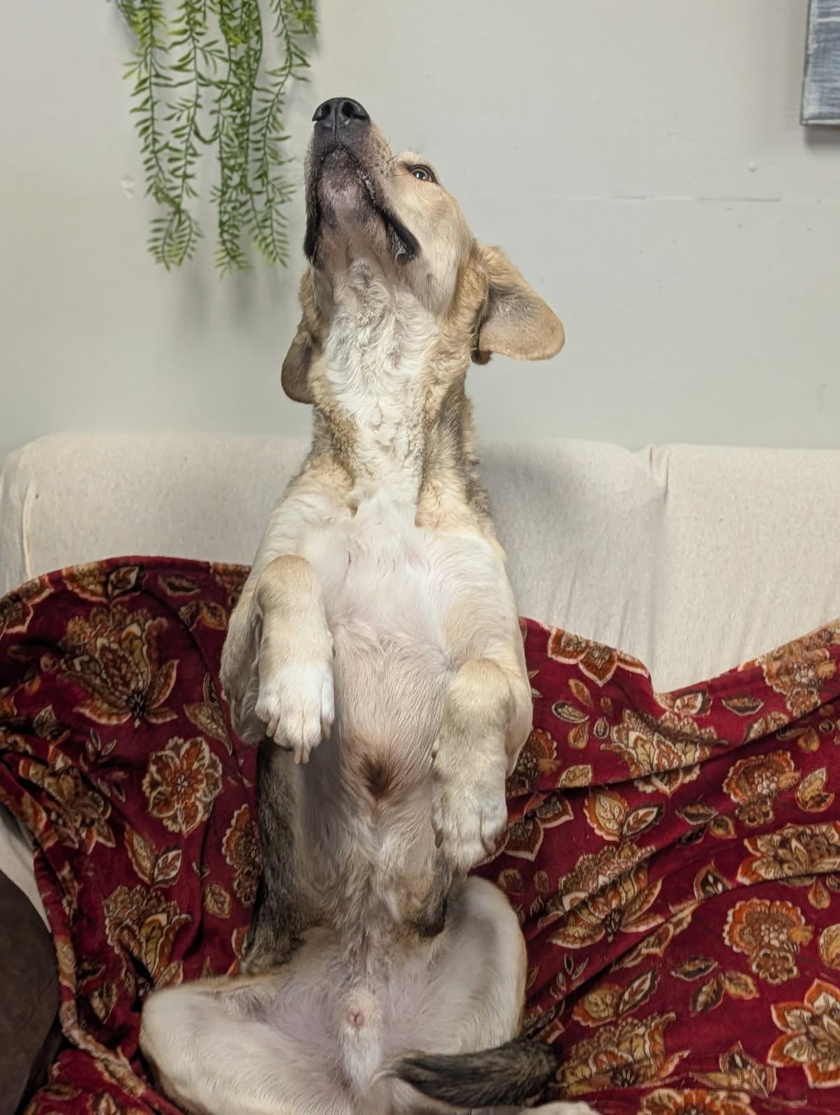 Enlarge Colt, a ADOPTABLE Shepherd in Blytheville, AR image 4/4