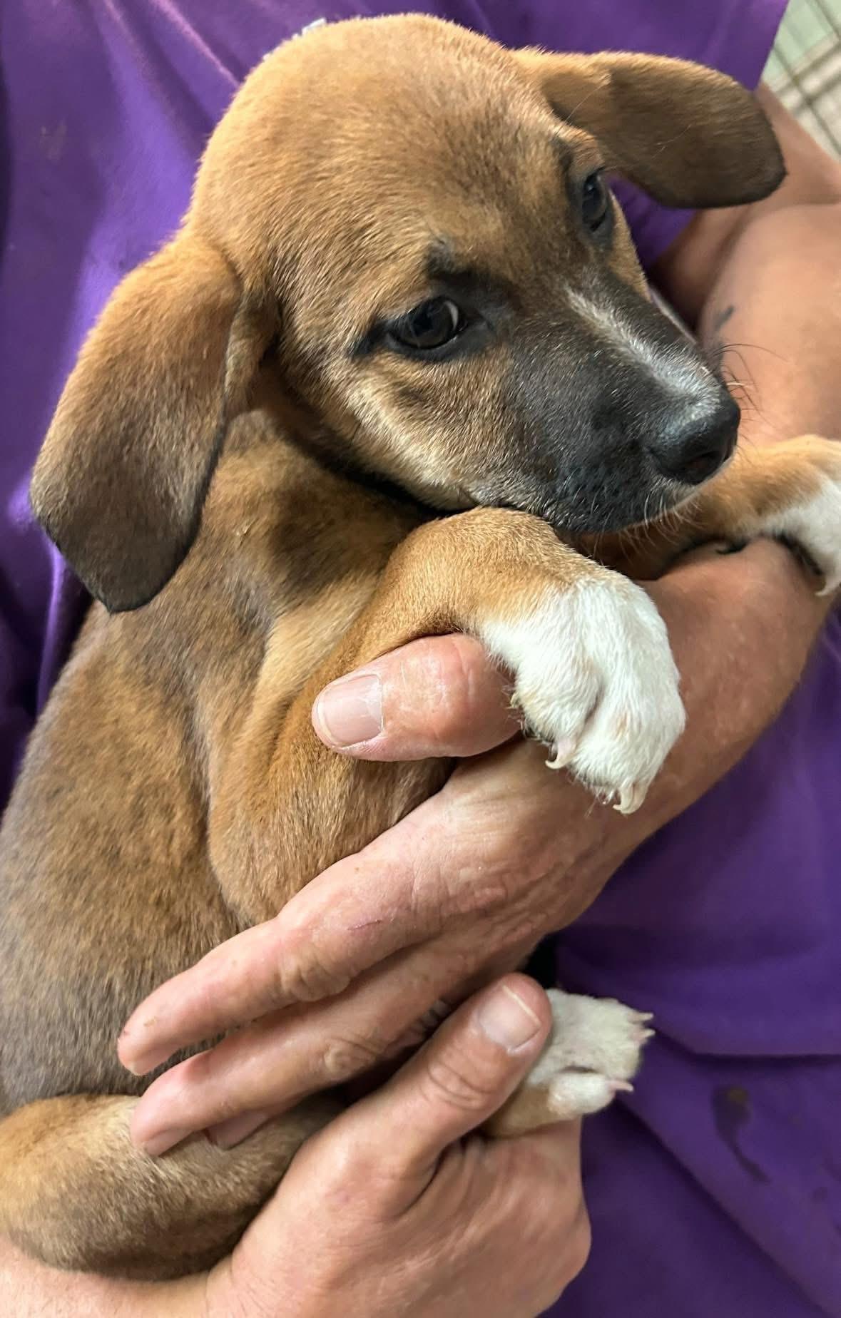 Bashful, a ADOPTABLE mixed breed in Woodbury, NJ image 3/3
