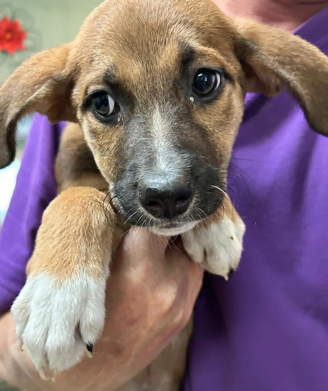 Bashful, a ADOPTABLE mixed breed in Woodbury, NJ image 1/3