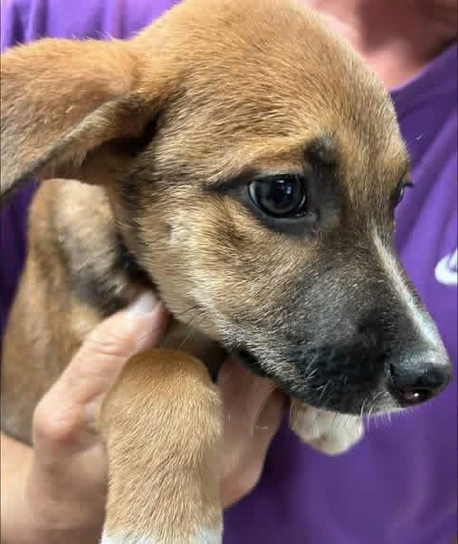 Bashful, a ADOPTABLE mixed breed in Woodbury, NJ image 2/3