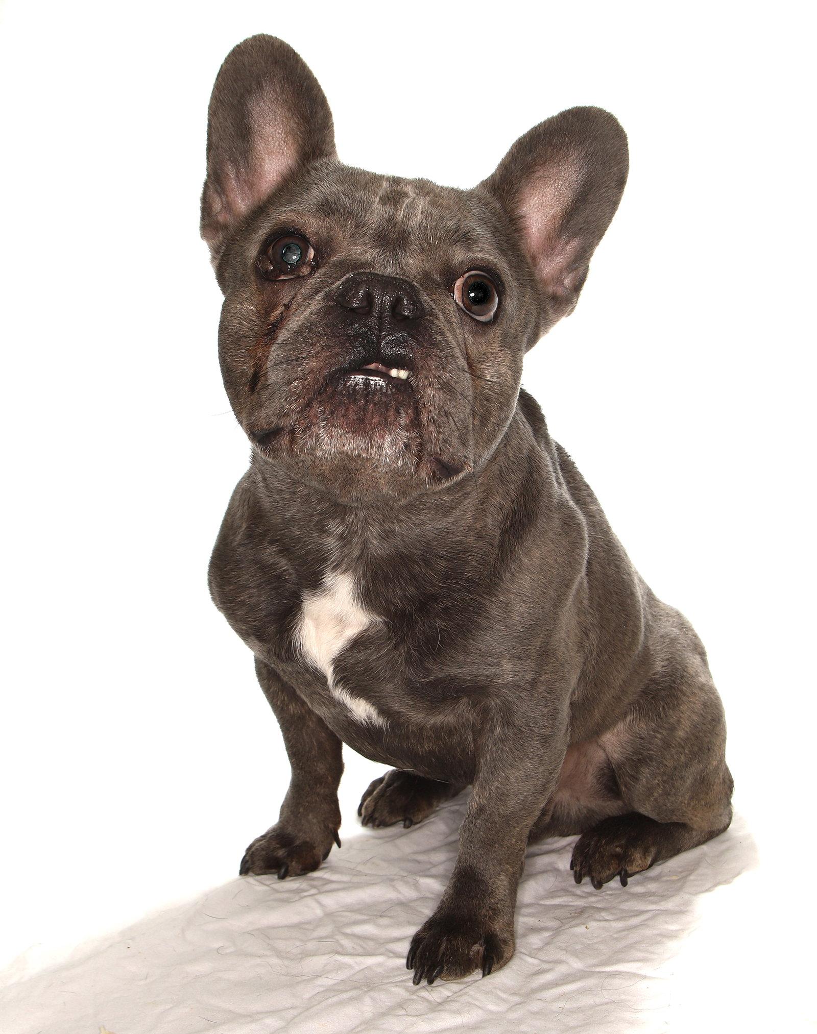 Enlarge Darby, a Adopted mixed breed in Oakland Park, FL image 1/3