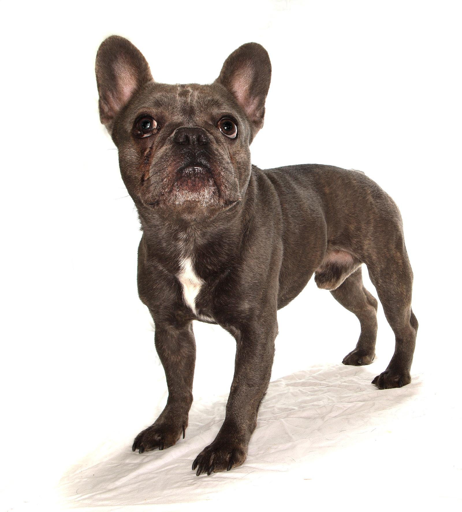 Enlarge Darby, a Adopted mixed breed in Oakland Park, FL image 2/3