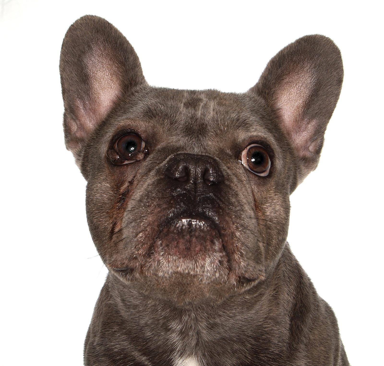 Enlarge Darby, a Adopted mixed breed in Oakland Park, FL image 3/3