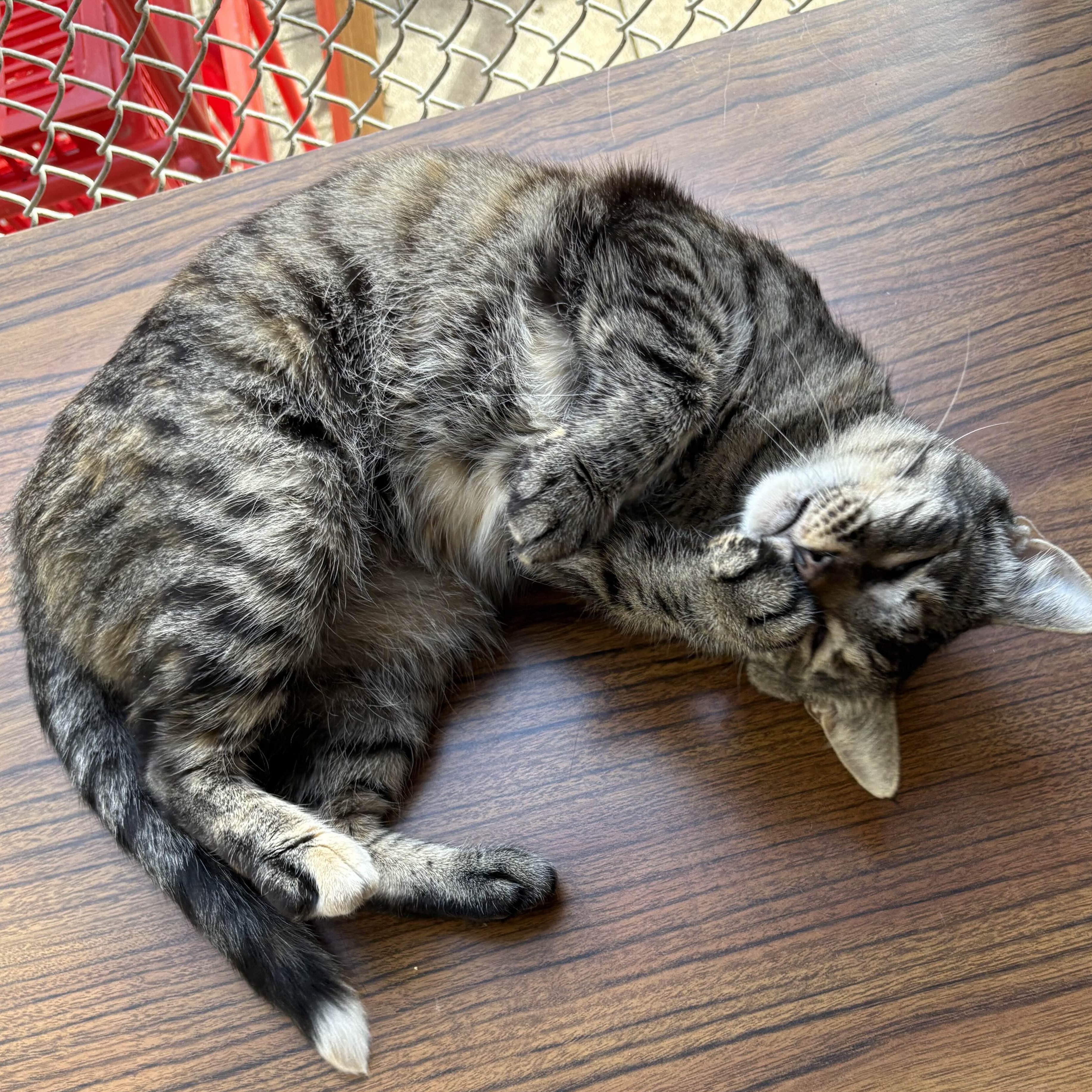 Tippie, a Adoptable Domestic Short Hair in San Luis Obispo, CA image 1/2