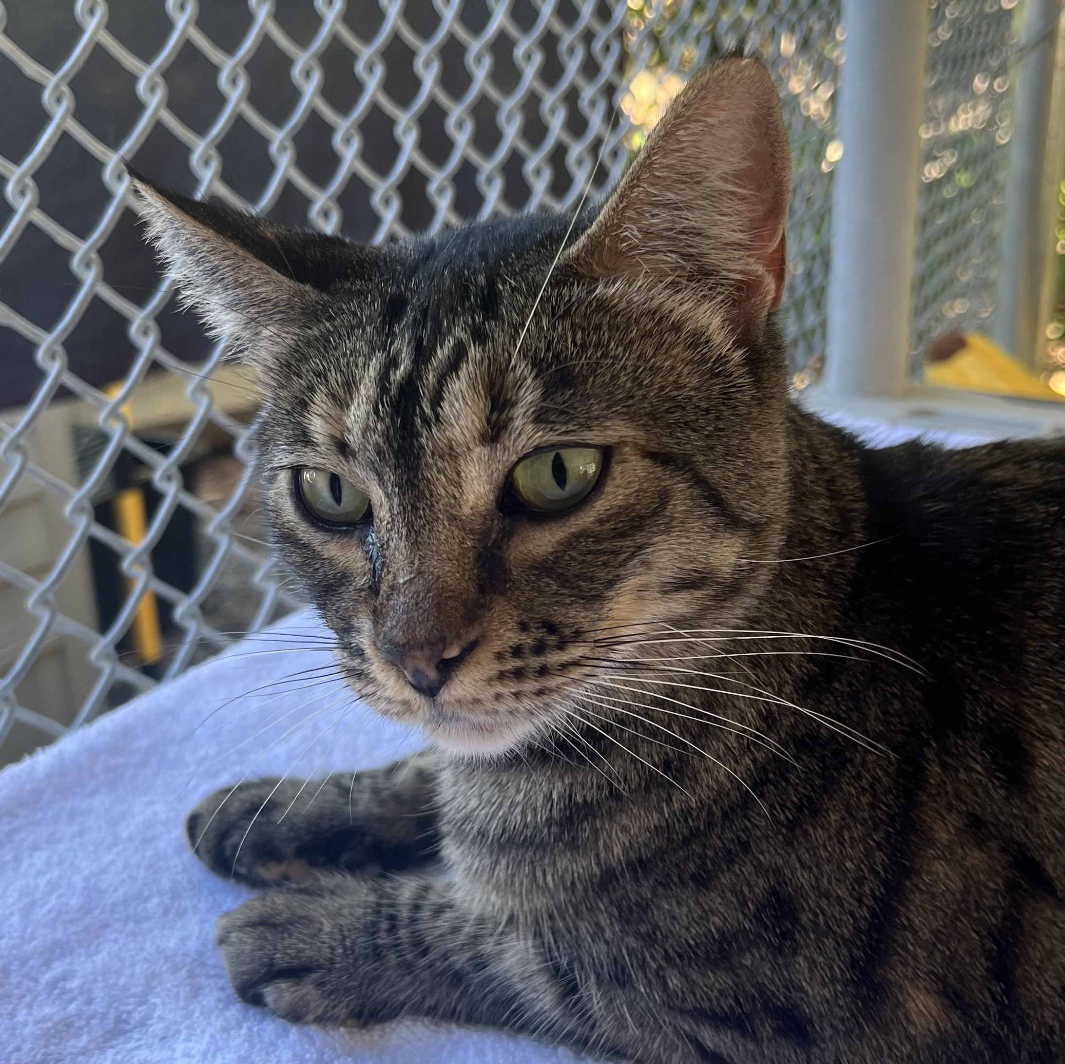 Tippie, Adoptable, Adult Female Domestic Short Hair.