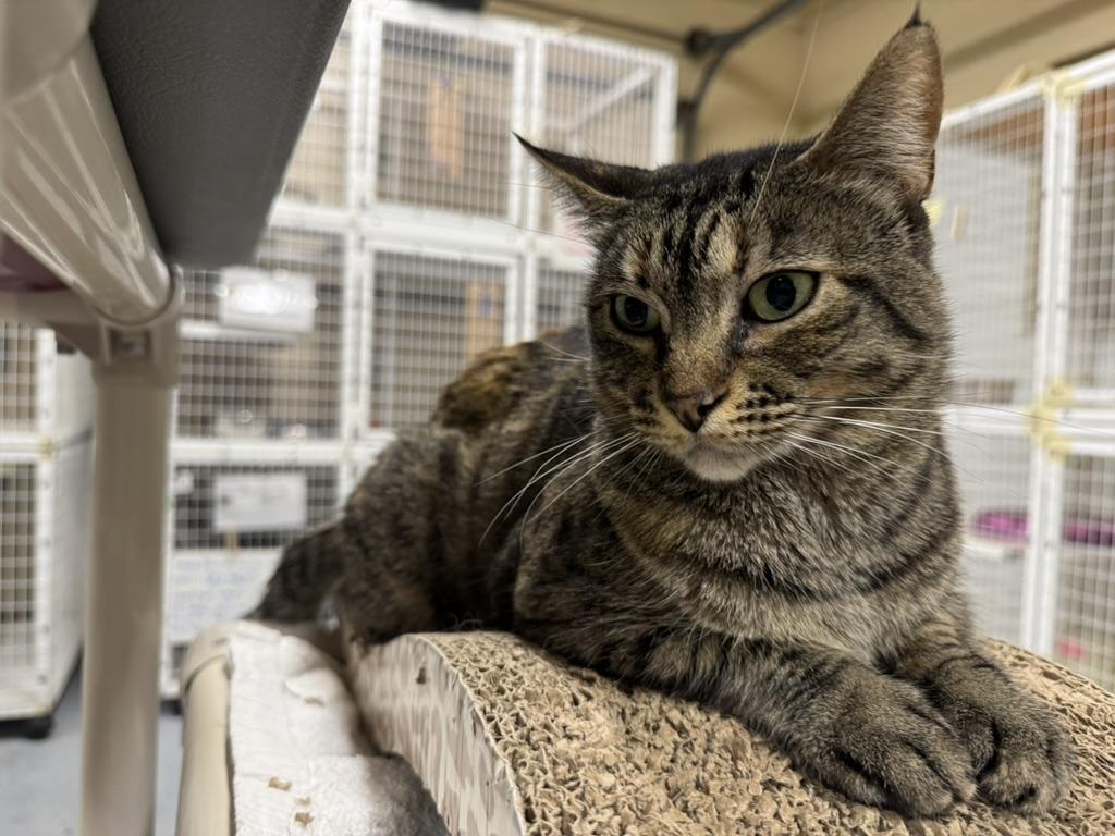 Tippie, Adoptable, Adult Female Domestic Short Hair.