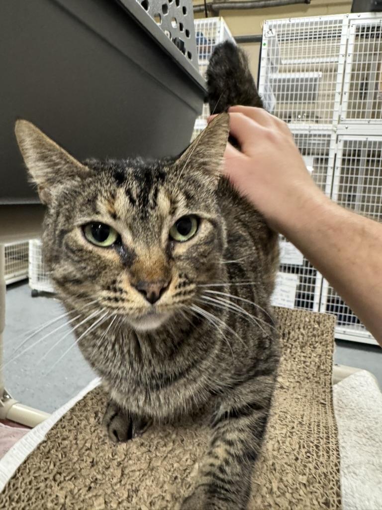 Enlarge Tippie, a Adoptable Domestic Short Hair in San Luis Obispo, CA image 2/5