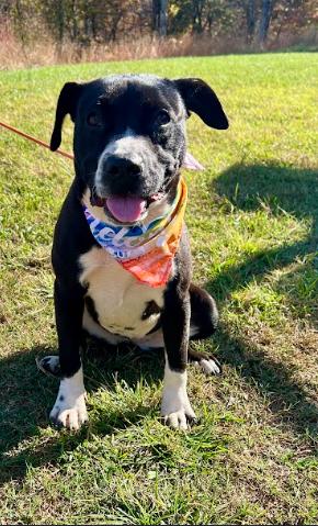 Enlarge Sage, a Adoptable Boxer in North Wilkesboro, NC image 1/3