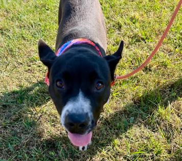 Enlarge Sage, a Adoptable Boxer in North Wilkesboro, NC image 2/3