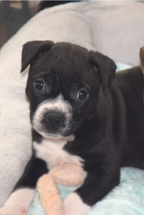 Sage, a Adoptable mixed breed in North Wilkesboro, NC image 2/4