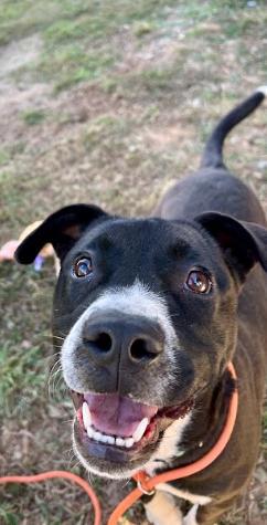 Enlarge Sage, a Adoptable Boxer in North Wilkesboro, NC image 3/3
