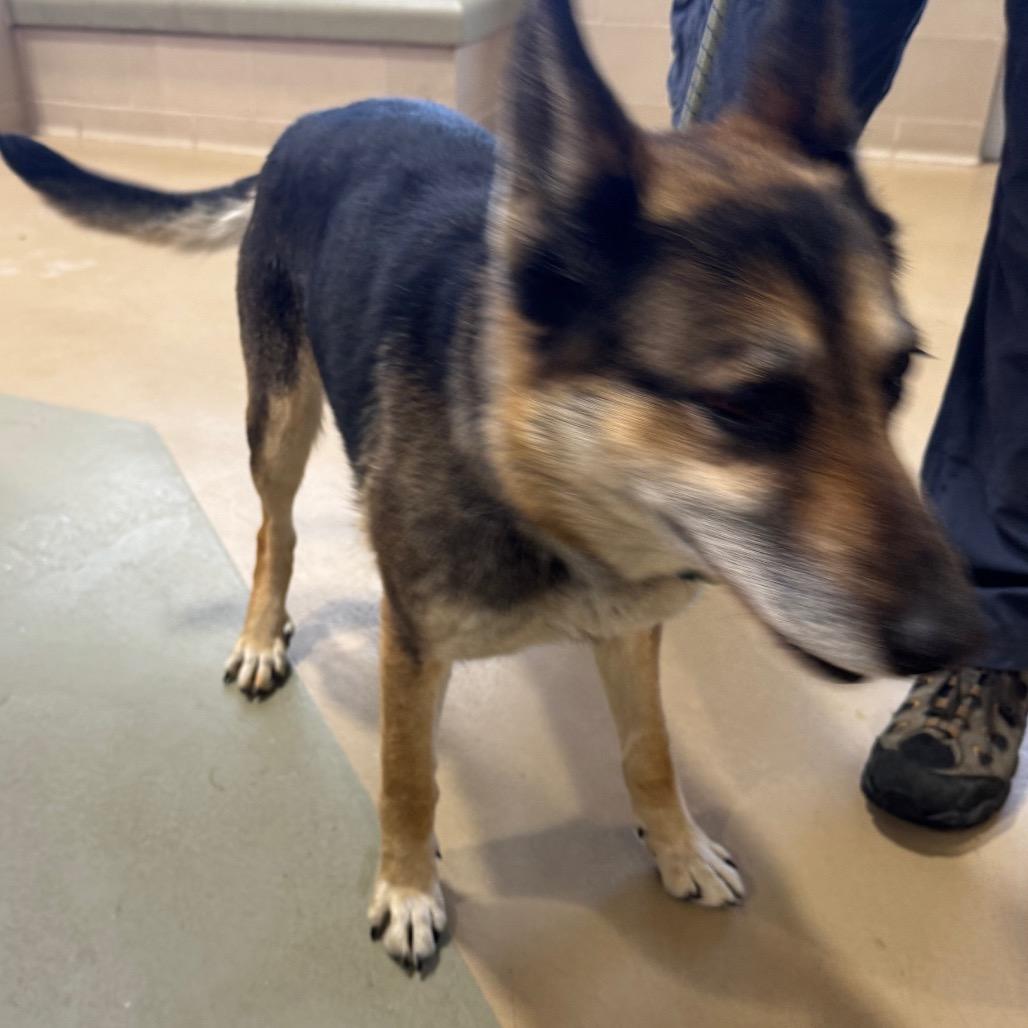 Erika, Adoptable, Adult Female German Shepherd Dog.