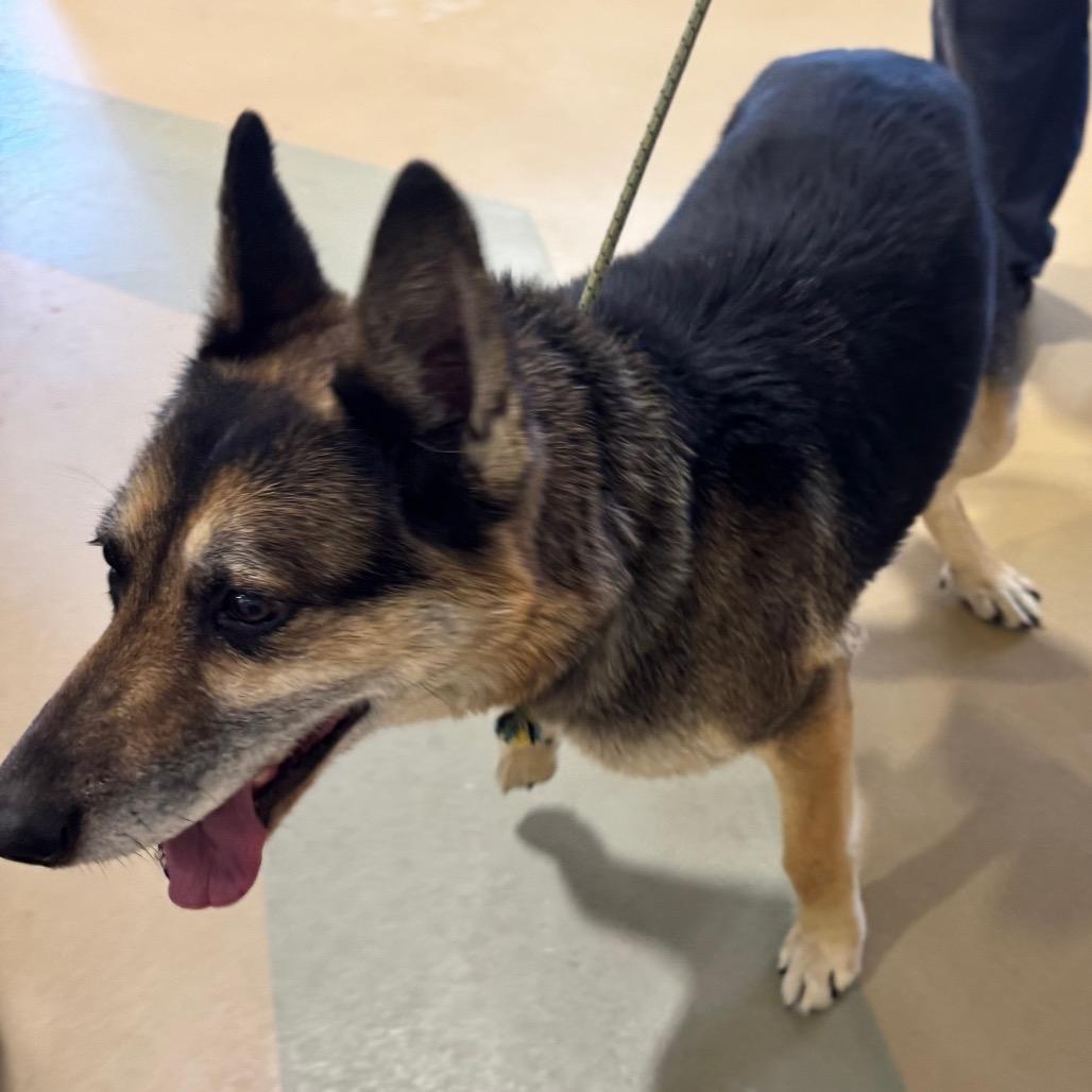 Enlarge Erika, a Adoptable German Shepherd Dog in Winston-Salem, NC image 2/6