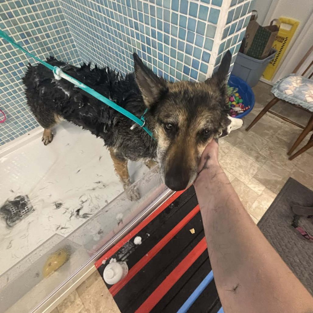 Enlarge Erika, a Adoptable German Shepherd Dog in Winston-Salem, NC image 4/6