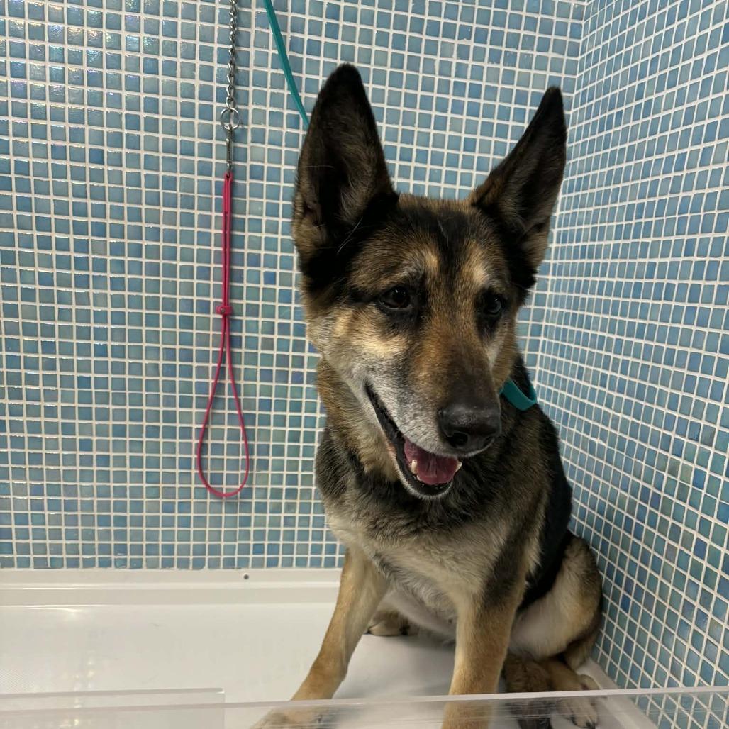 Enlarge Erika, a Adoptable German Shepherd Dog in Winston-Salem, NC image 5/6