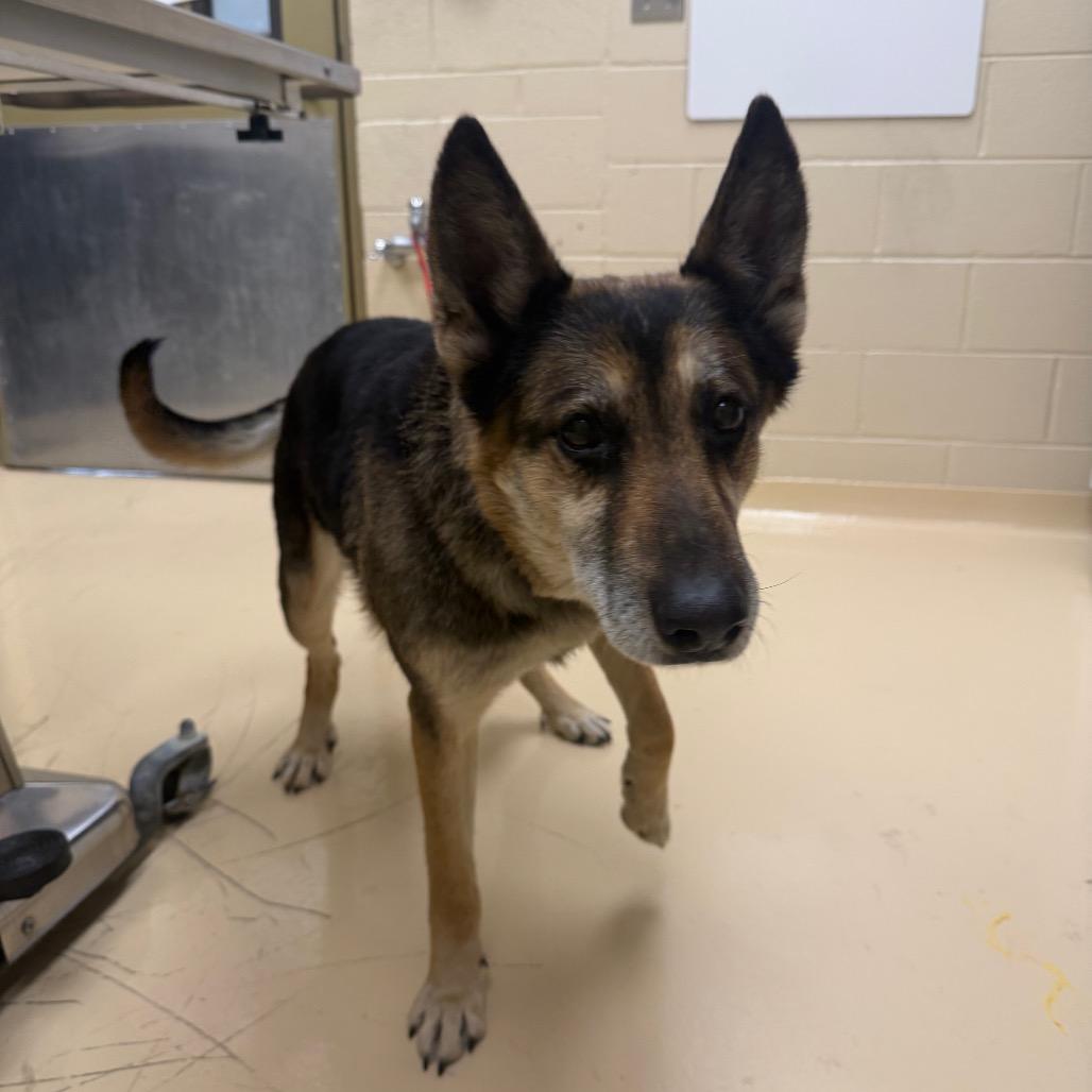 Enlarge Erika, a Adoptable German Shepherd Dog in Winston-Salem, NC image 6/6