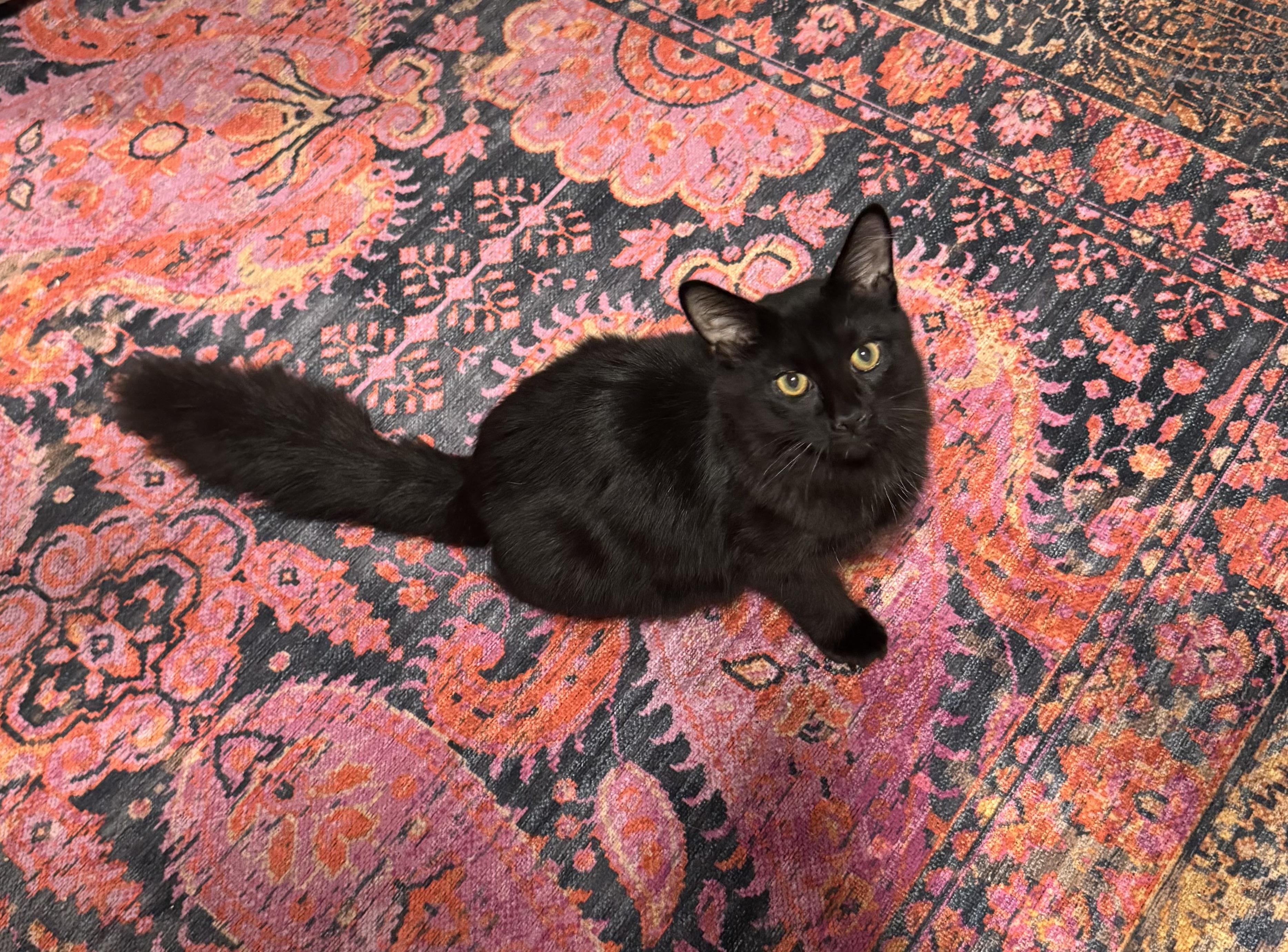 Ivan , a ADOPTABLE Domestic Medium Hair in Mears, MI image 1/3