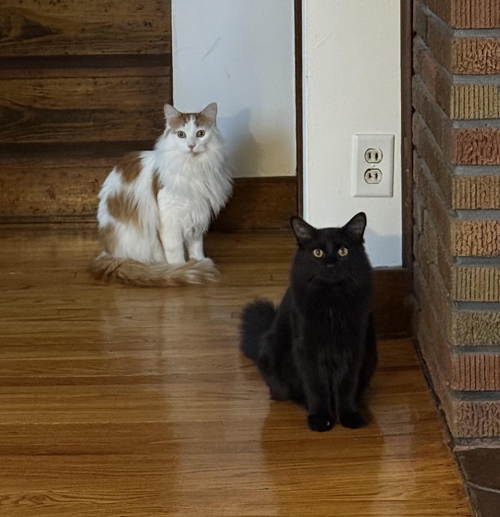 Enlarge Ivan, an adopted Domestic Medium Hair in Mears, MI image 2/3