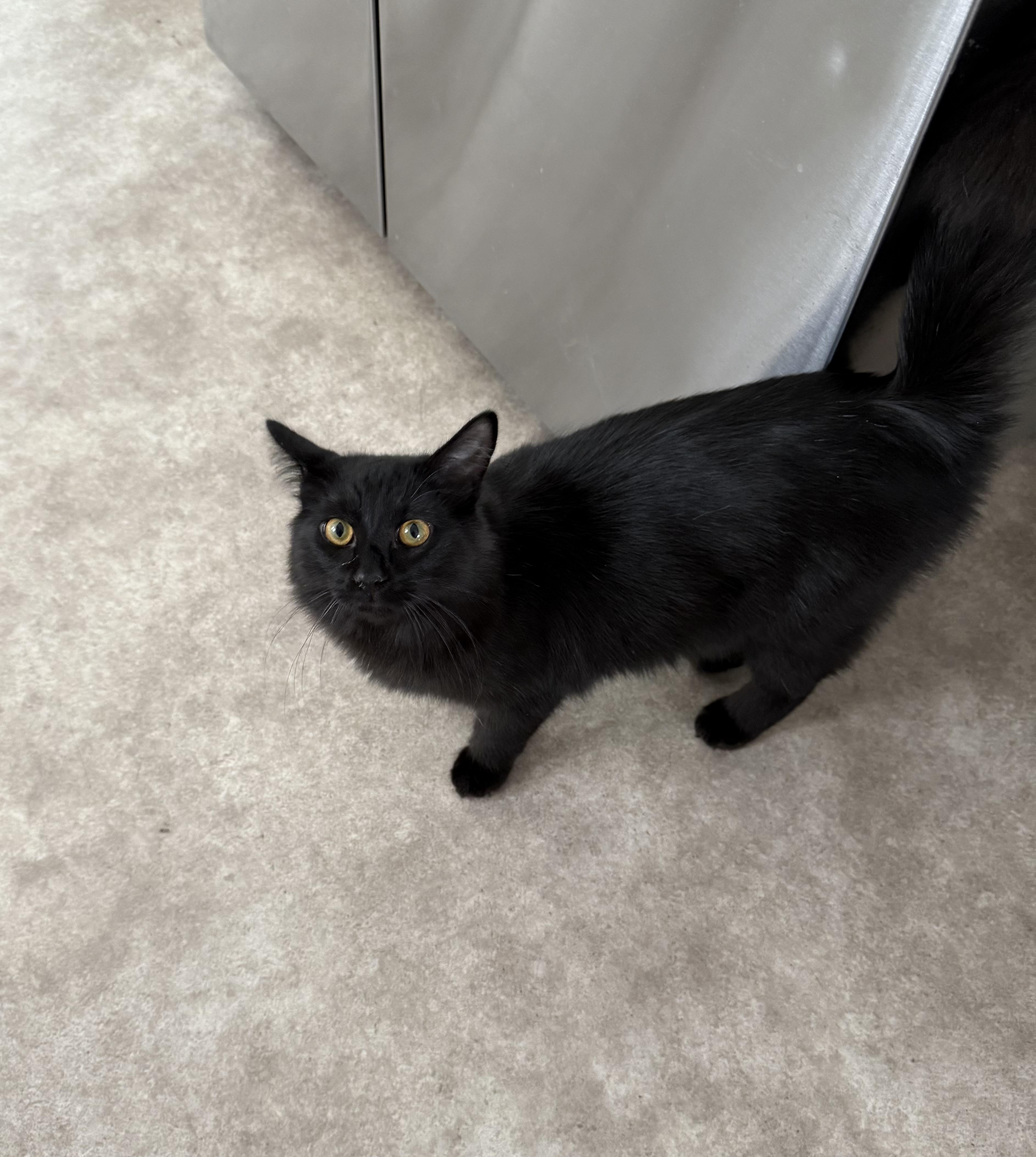 Enlarge Ivan, an adopted Domestic Medium Hair in Mears, MI image 3/3