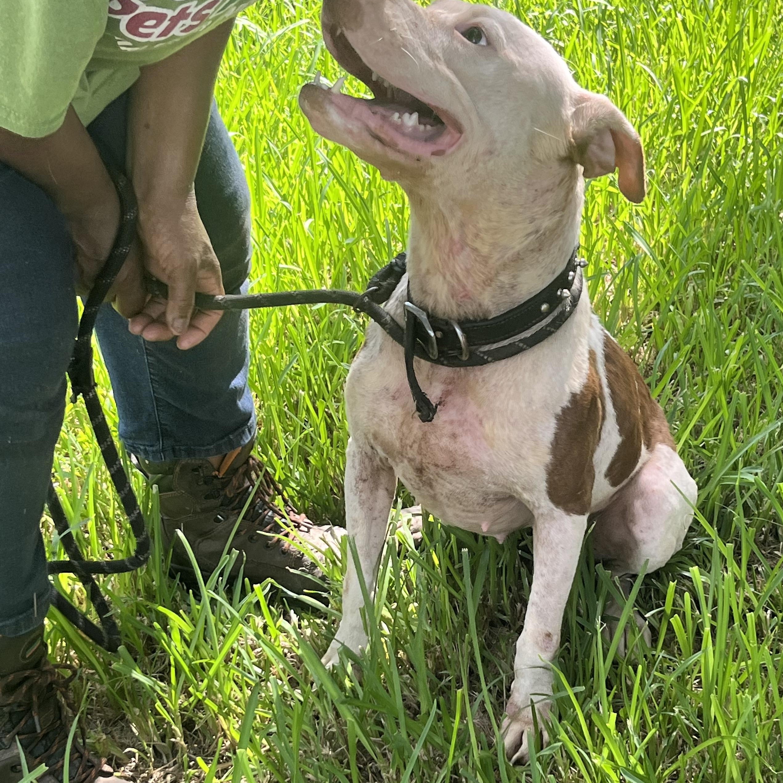 DUCKIE — thumbnail 2