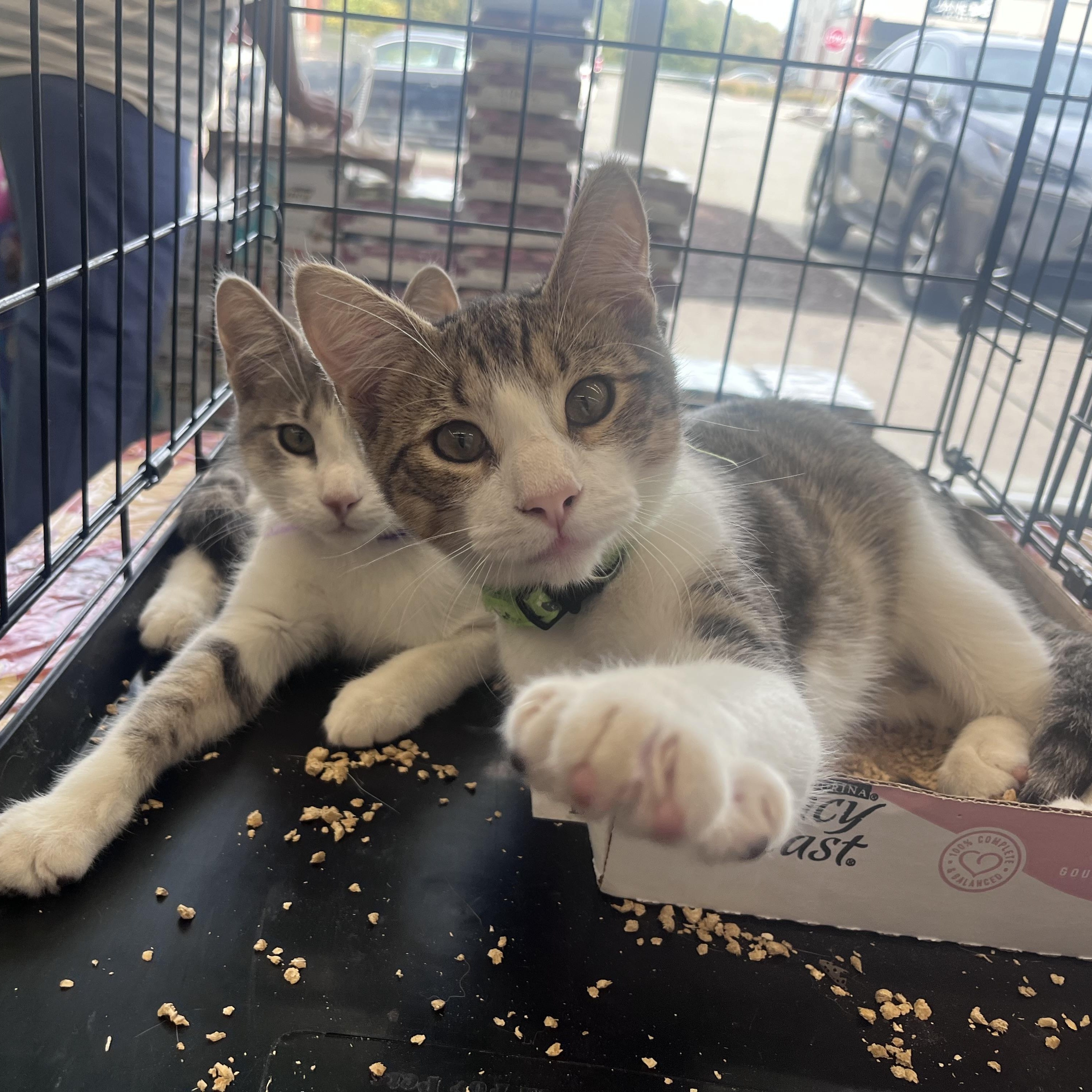 Dexter & Dee-Dee, a Adoptable Domestic Short Hair in Florham Park, NJ image 6/6