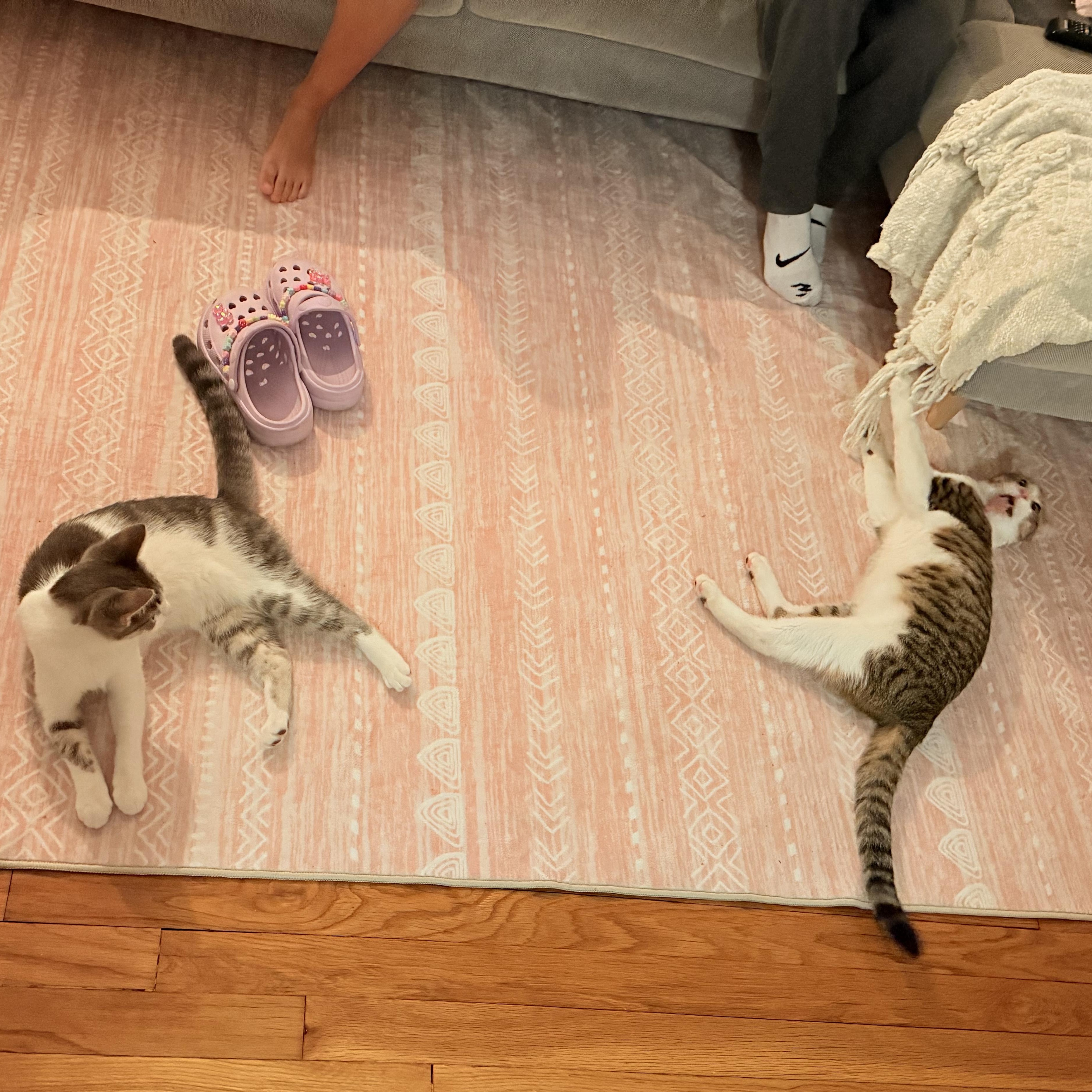 Dexter & Dee-Dee, a Adoptable Domestic Short Hair in Florham Park, NJ image 2/6