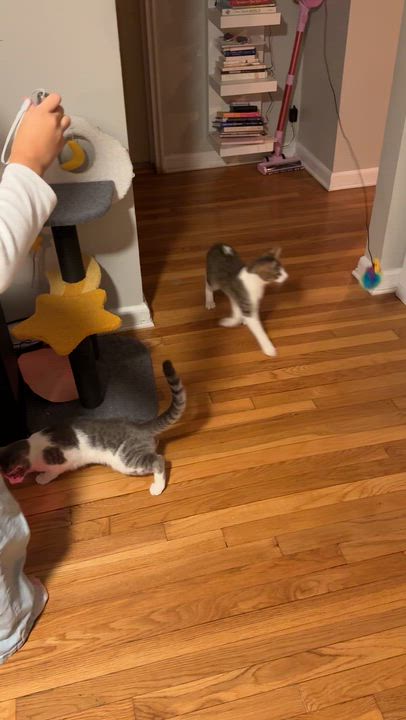 Enlarge Dexter & Dee-Dee, a Adoptable Domestic Short Hair in Florham Park, NJ video 5/6