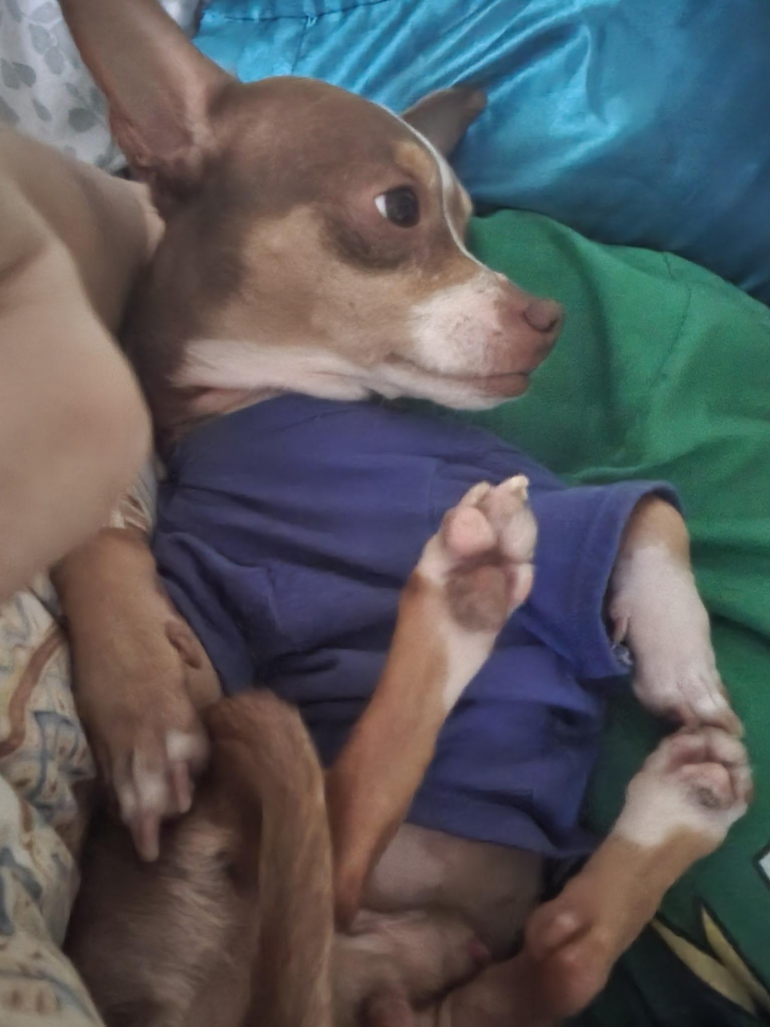 Brownie, an adoptable Chihuahua, Chiweenie in Austin, TX, 78757 | Photo Image 3