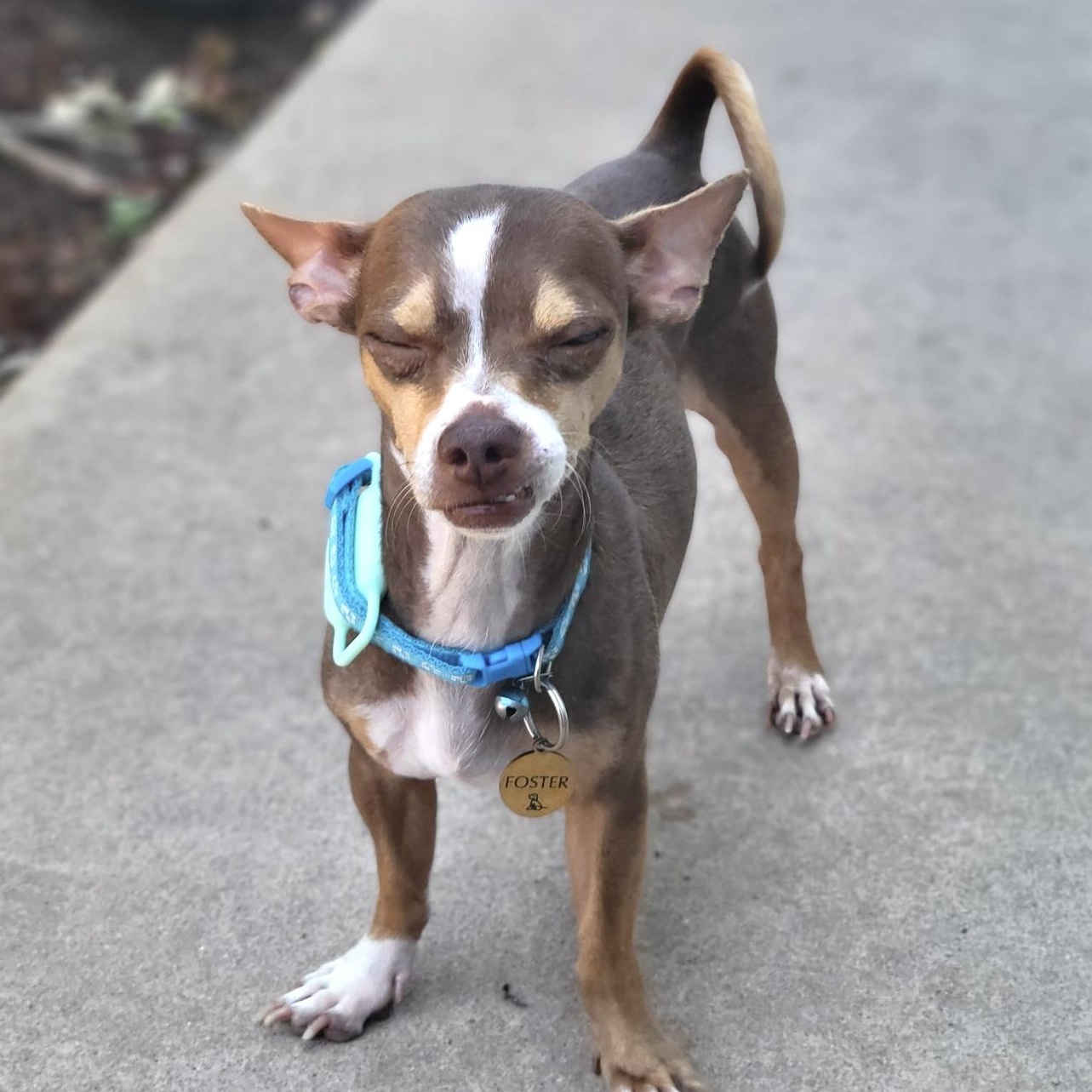 Brownie, an adoptable Chihuahua, Chiweenie in Austin, TX, 78757 | Photo Image 4