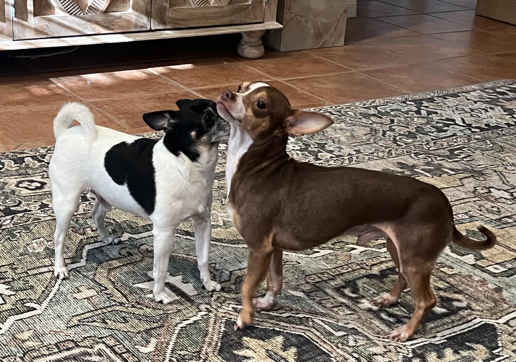 Brownie, an adoptable Chihuahua, Chiweenie in Austin, TX, 78757 | Photo Image 6