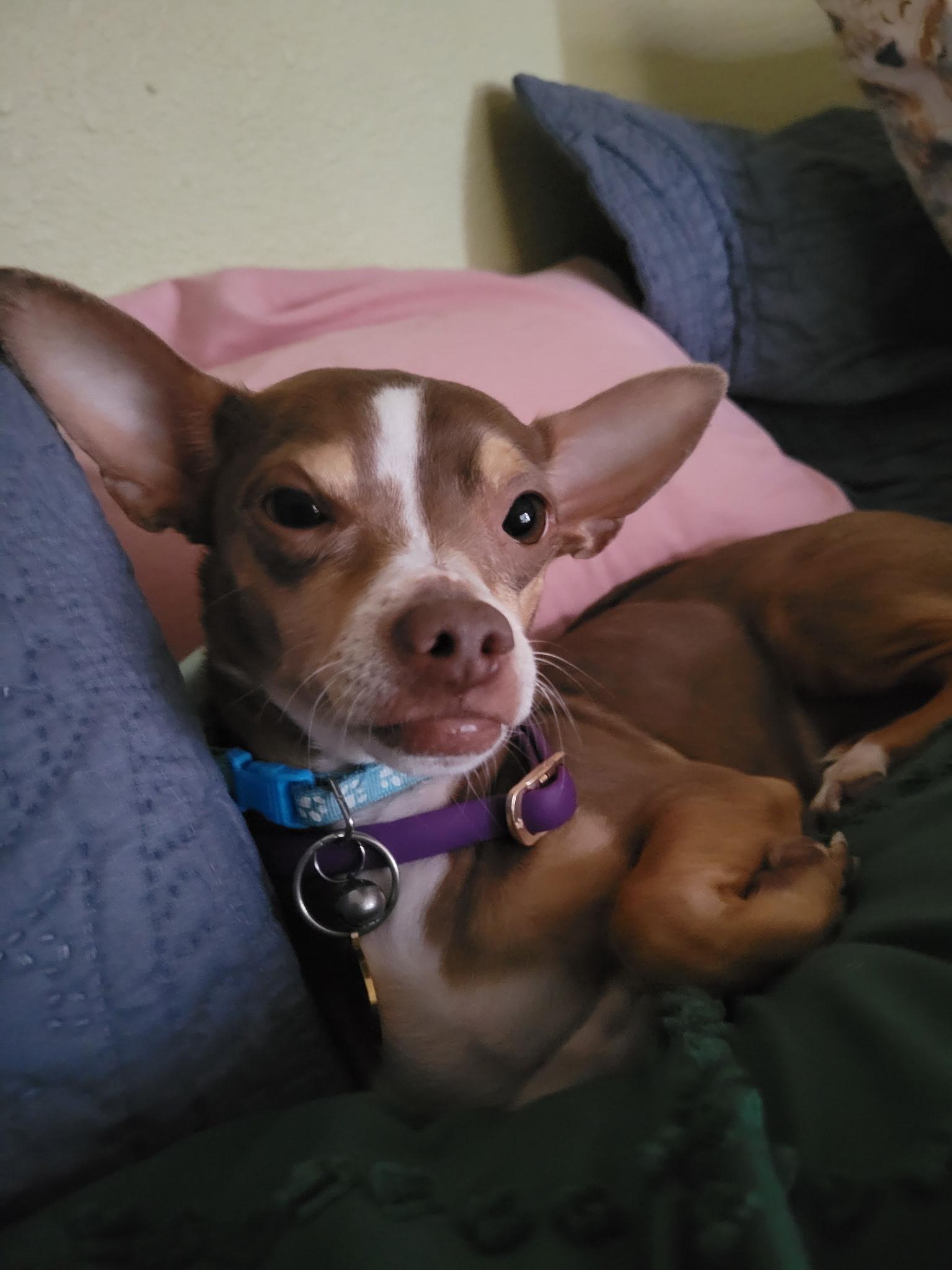 Brownie, an adoptable Chihuahua, Chiweenie in Austin, TX, 78757 | Photo Image 2